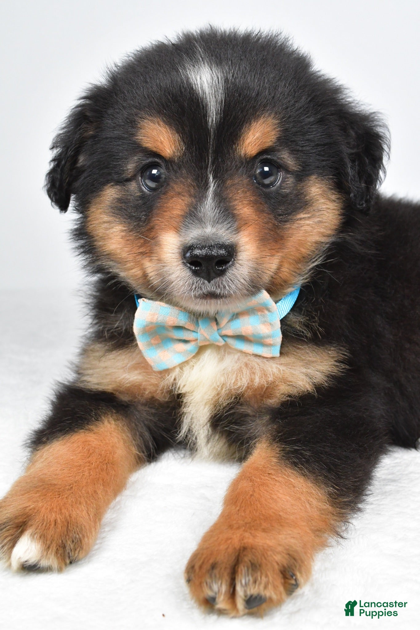 Miniature Australian Shepherd dogs Caesar  - Ad 2