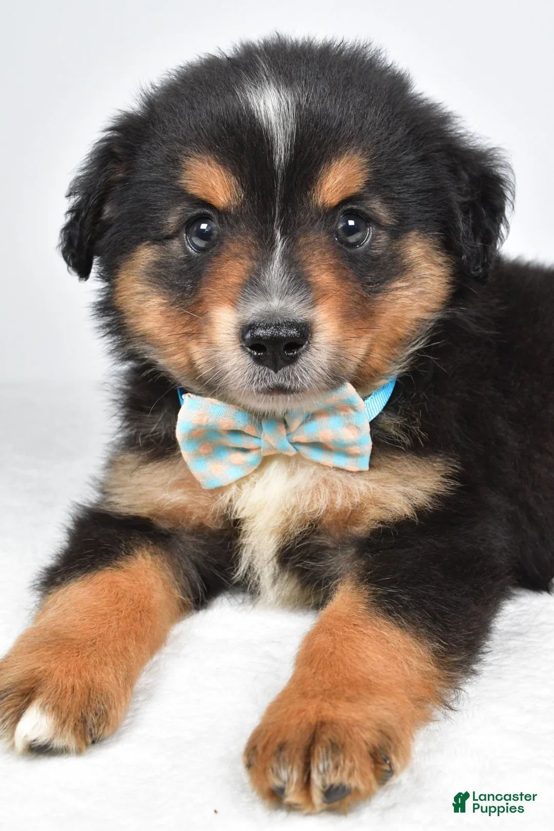 Miniature Australian Shepherd dogs for sale: Caesar  - Ad 2