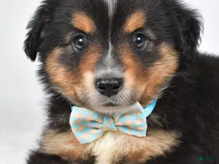 Miniature Australian Shepherd dogs Caesar - Ad 2