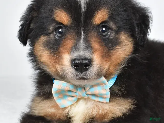 Miniature Australian Shepherd dogs for sale: Caesar - Ad 2