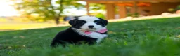 Miniature Australian Shepherd dogs for sale: Ricochet - Ad 5