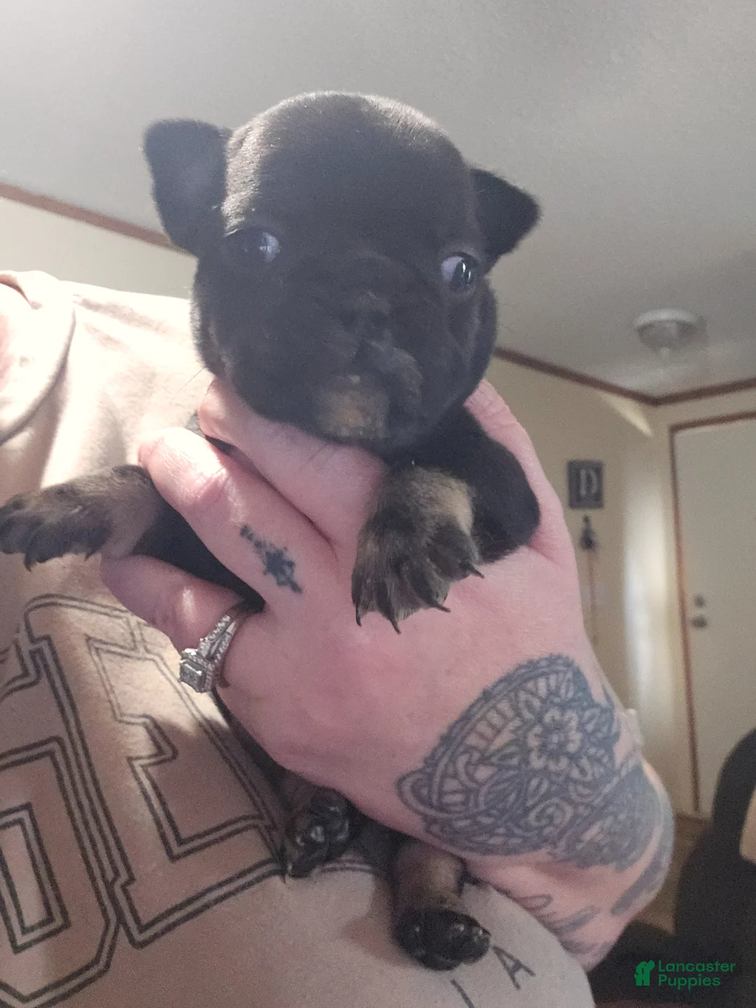 French Bulldog dogs for sale: French Bulldog Puppy 2 - Ad 18