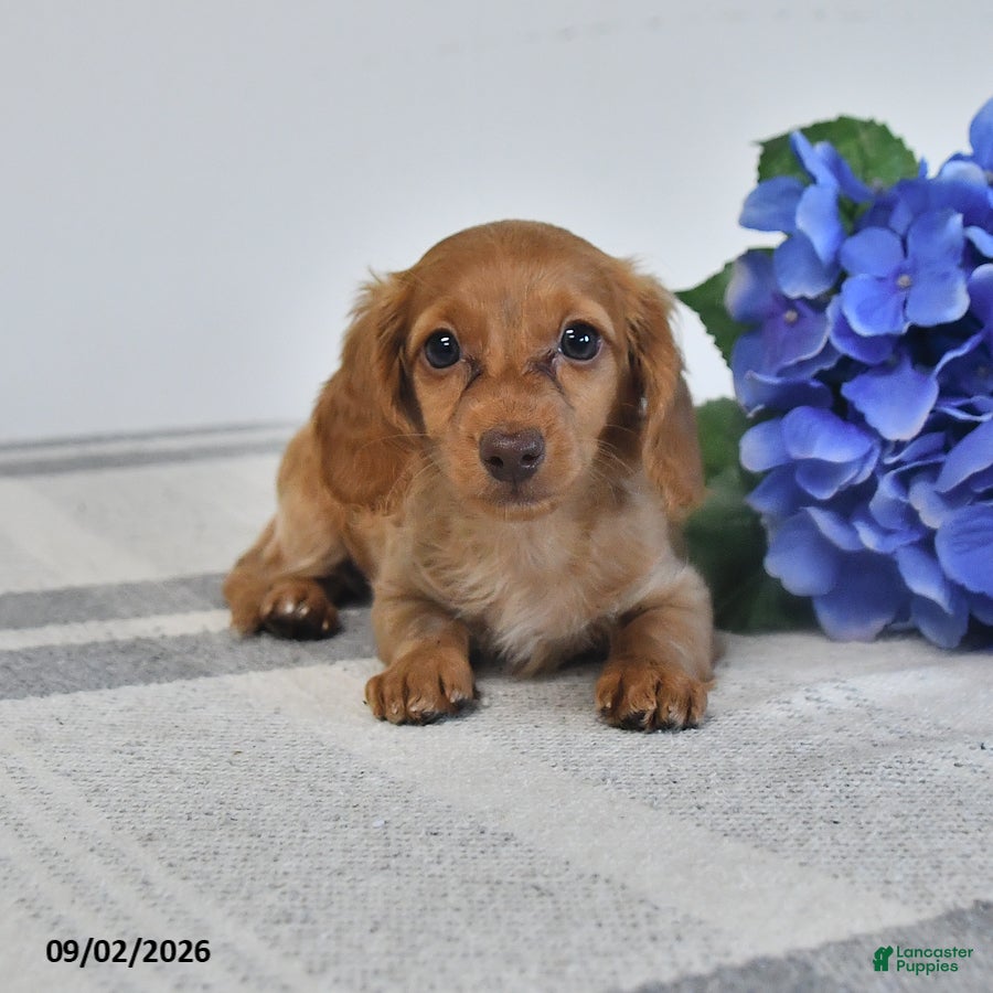 Miniature Dachshund dogs Tiana - Ad 1
