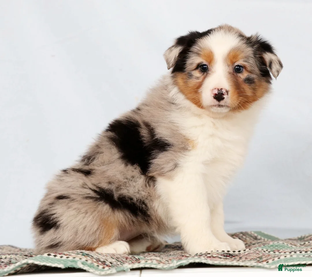 Australian Shepherd dogs for sale: Judy - Ad 3
