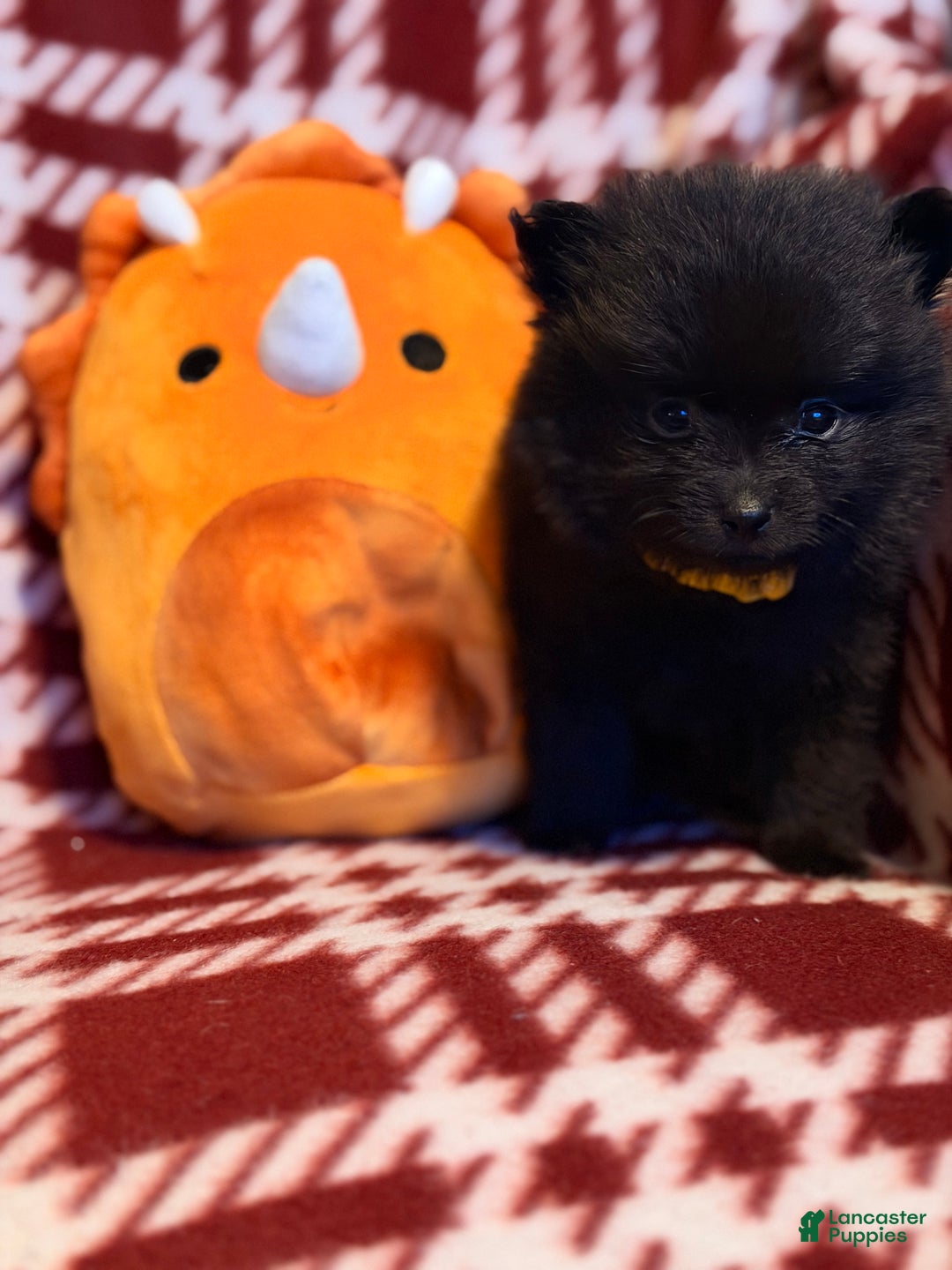 Pomeranian dogs for sale: Nanners - Ad 4