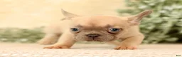 French Bulldog dogs for sale: Willow - Ad 5