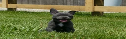 Mixed Breed dogs for sale: Tank - Ad 6