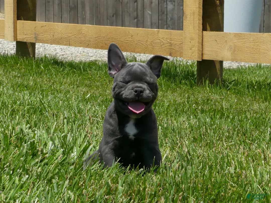Mixed Breed dogs for sale: Tank - Ad 6