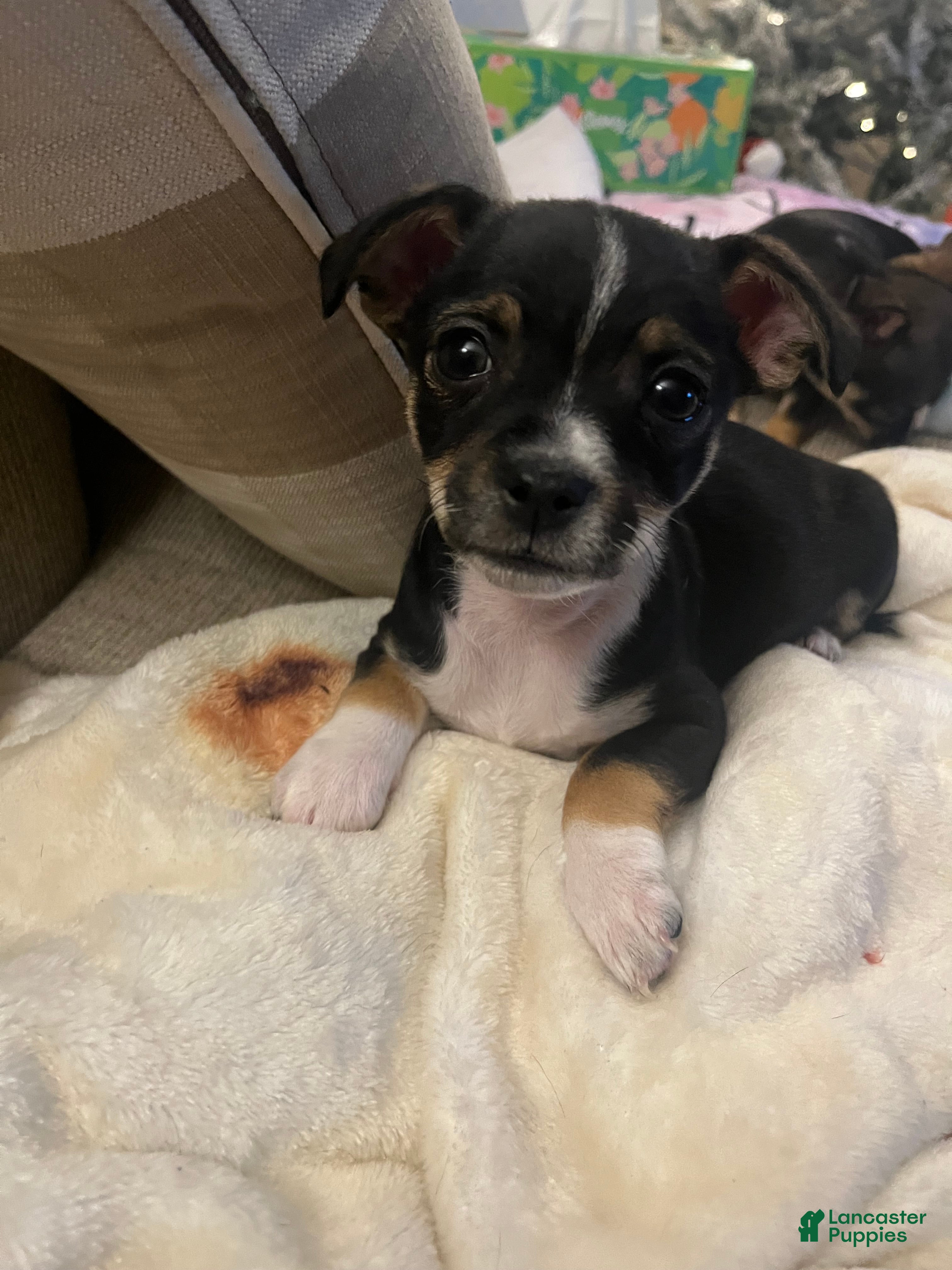 Chihuahua dogs Chihuahua Puppy 3 - Ad 8