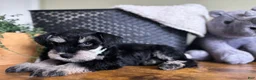 Miniature Schnauzer dogs for sale: Rocky - Ad 4