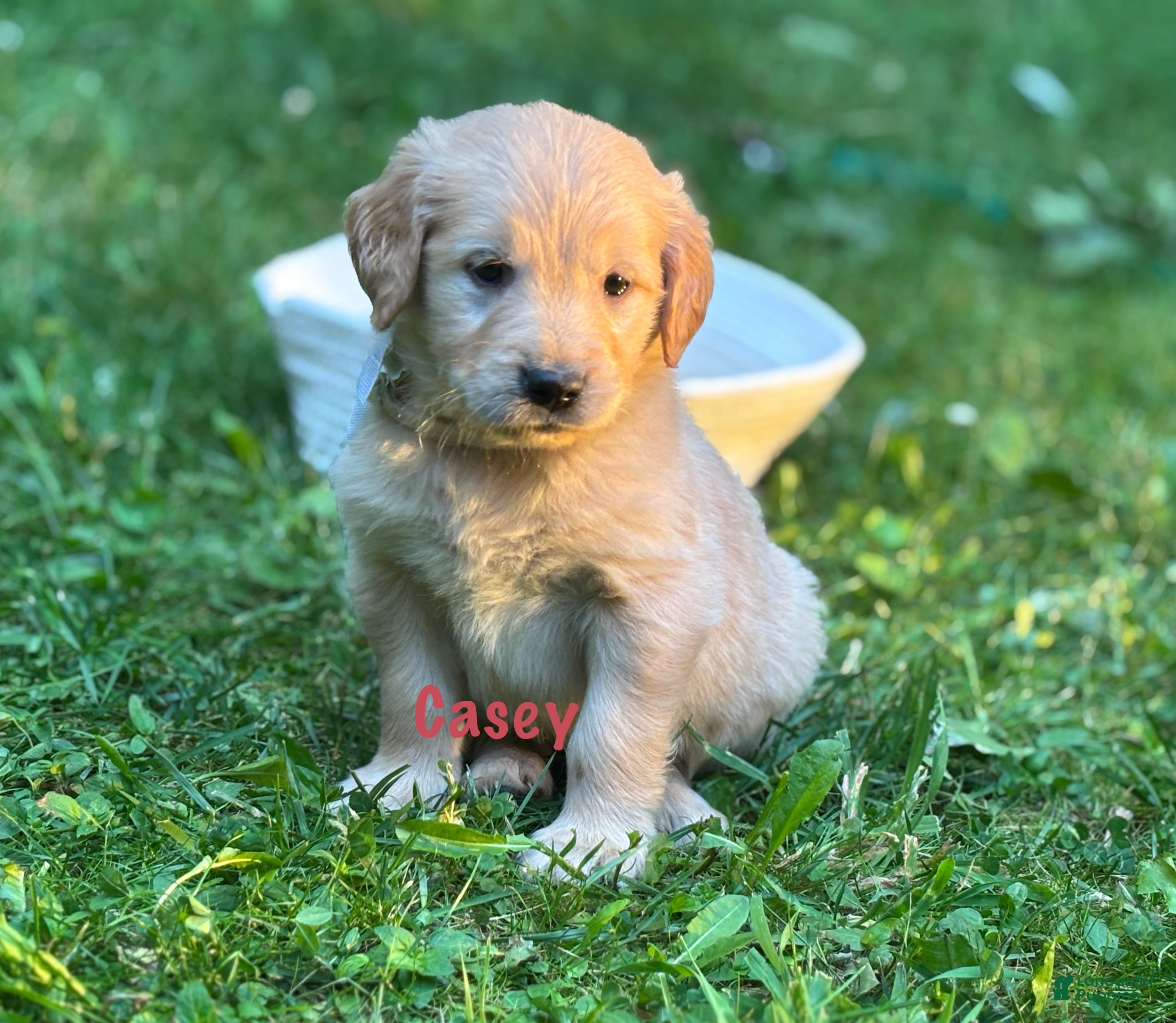 Golden Retriever dogs Casey - Ad 2