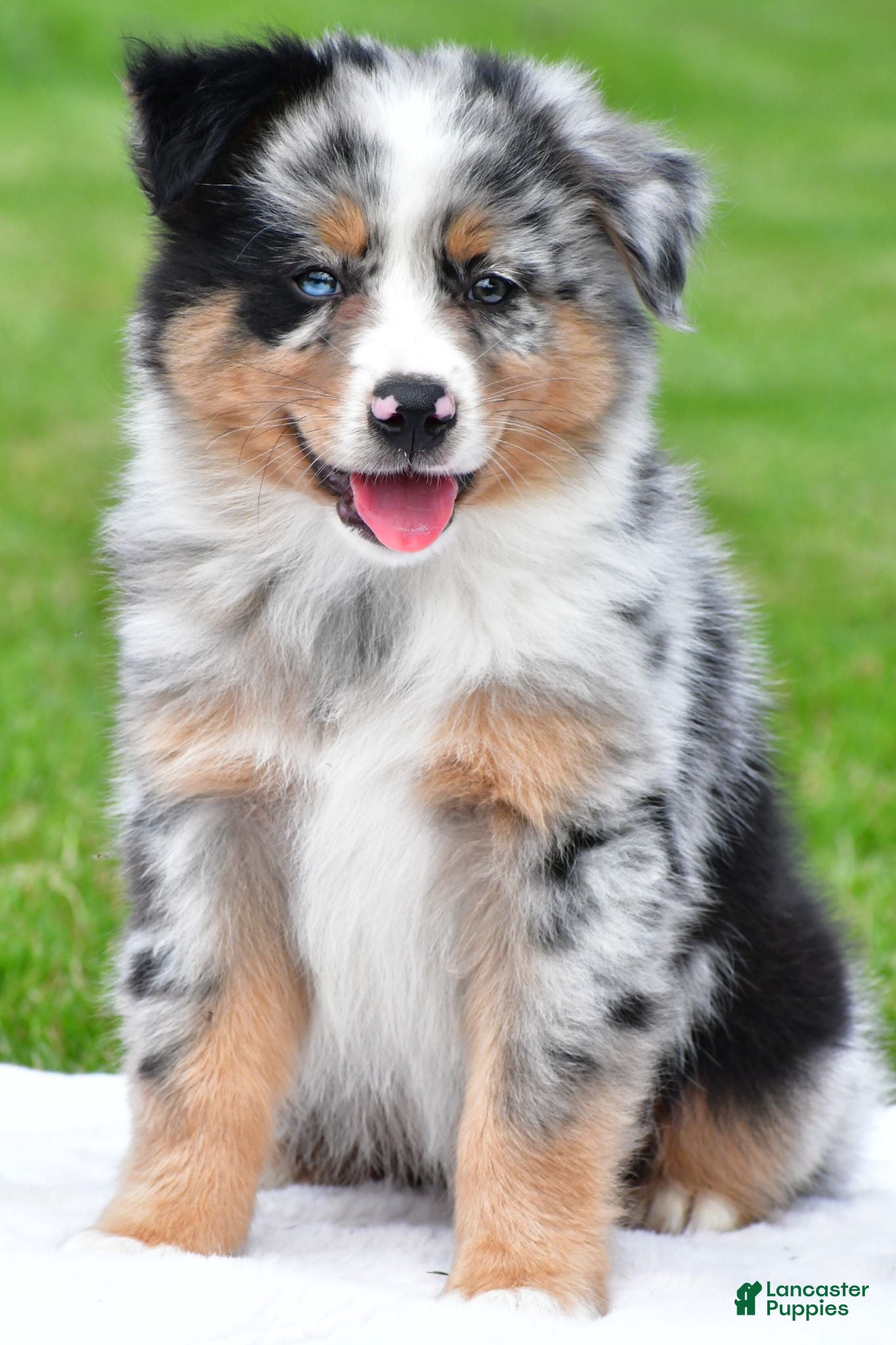 Australian Shepherd dogs Brent - Ad 1