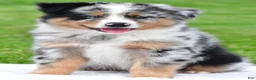 Australian Shepherd dogs for sale: Brent - Ad 1