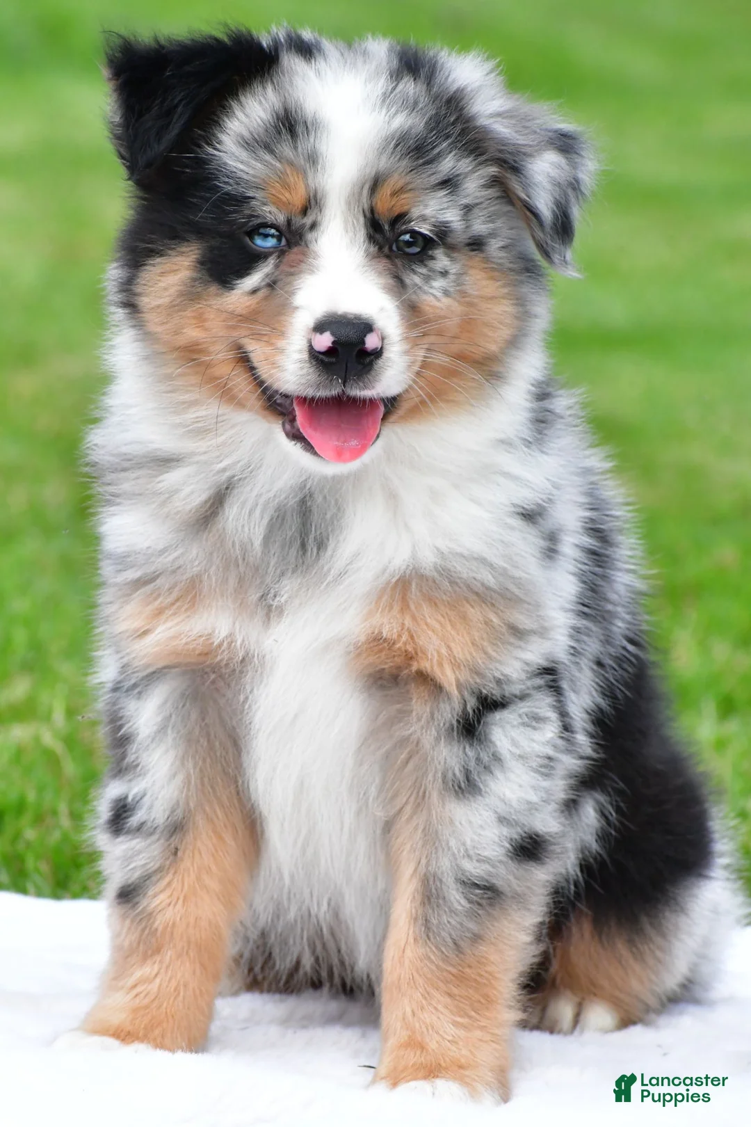 Australian Shepherd dogs for sale: Brent - Ad 1