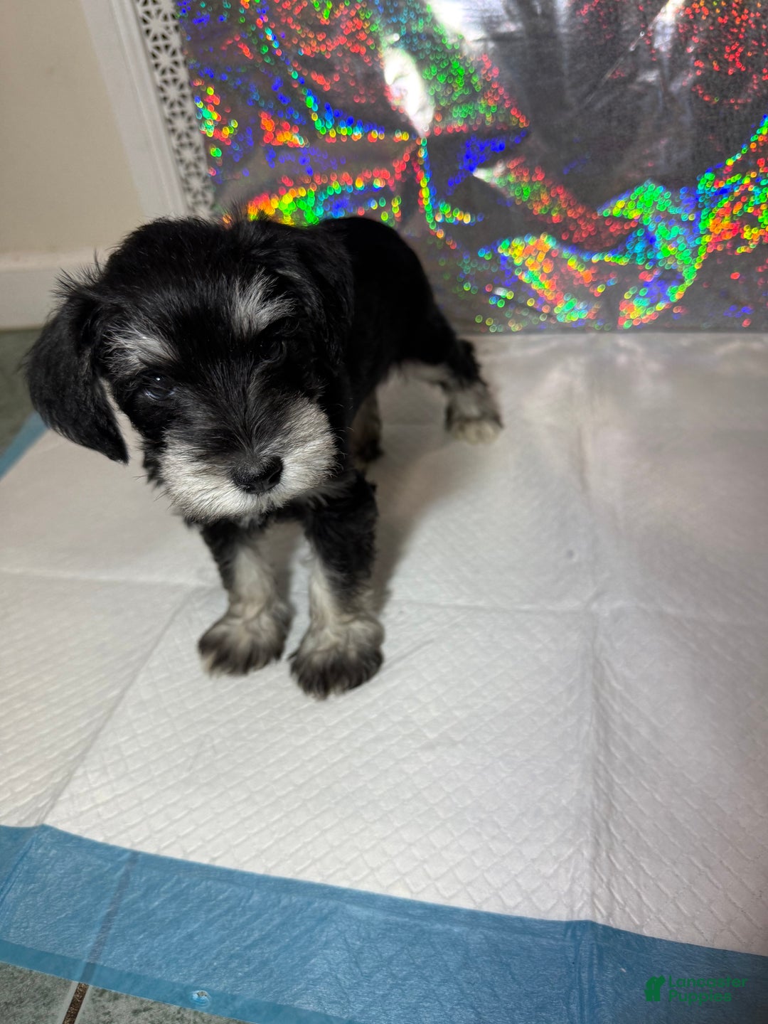Miniature Schnauzer dogs for sale: Miniature Schnauzer Puppy 5 - Ad 3