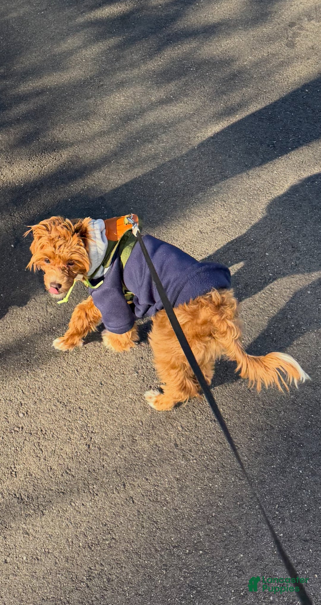 Maltipoo dogs for sale: Maltipoo Puppy 1 - Ad 2