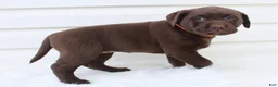 Labrador Retriever dogs for sale: Molly AKC - Ad 3