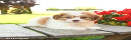 Teddy Bear dogs for sale: Kevin - Ad 2