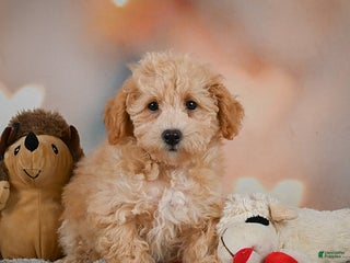 Bichpoo dogs - Ad 39