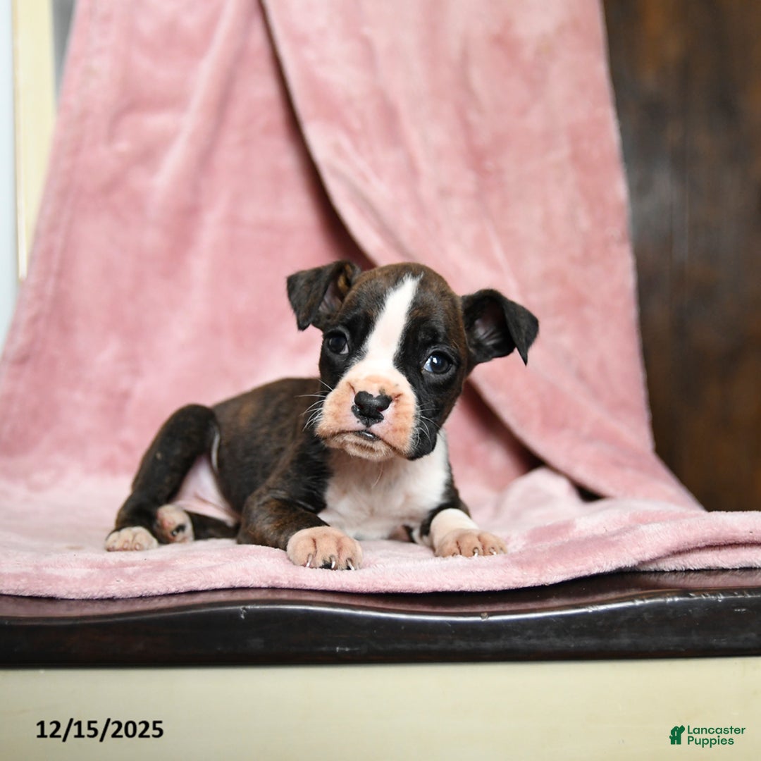 Boxer dogs for sale: Lassie - Ad 2