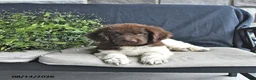 Newfoundland dogs for sale: Jade - Ad 8