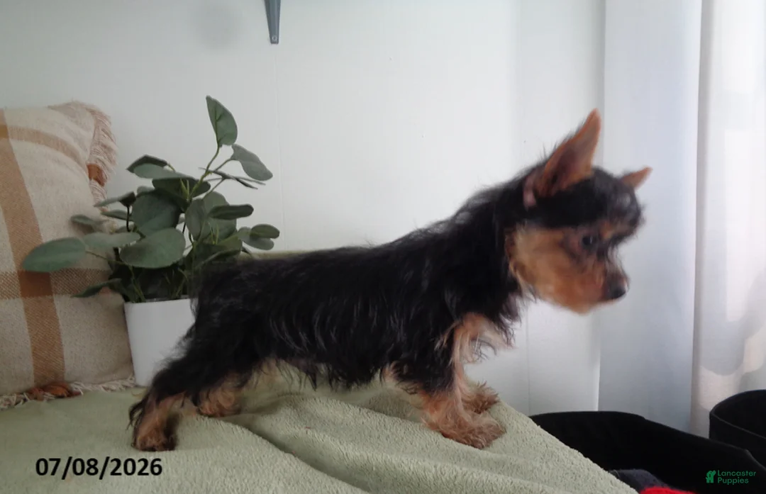 Yorkshire Terrier dogs for sale: Murphy - Ad 3