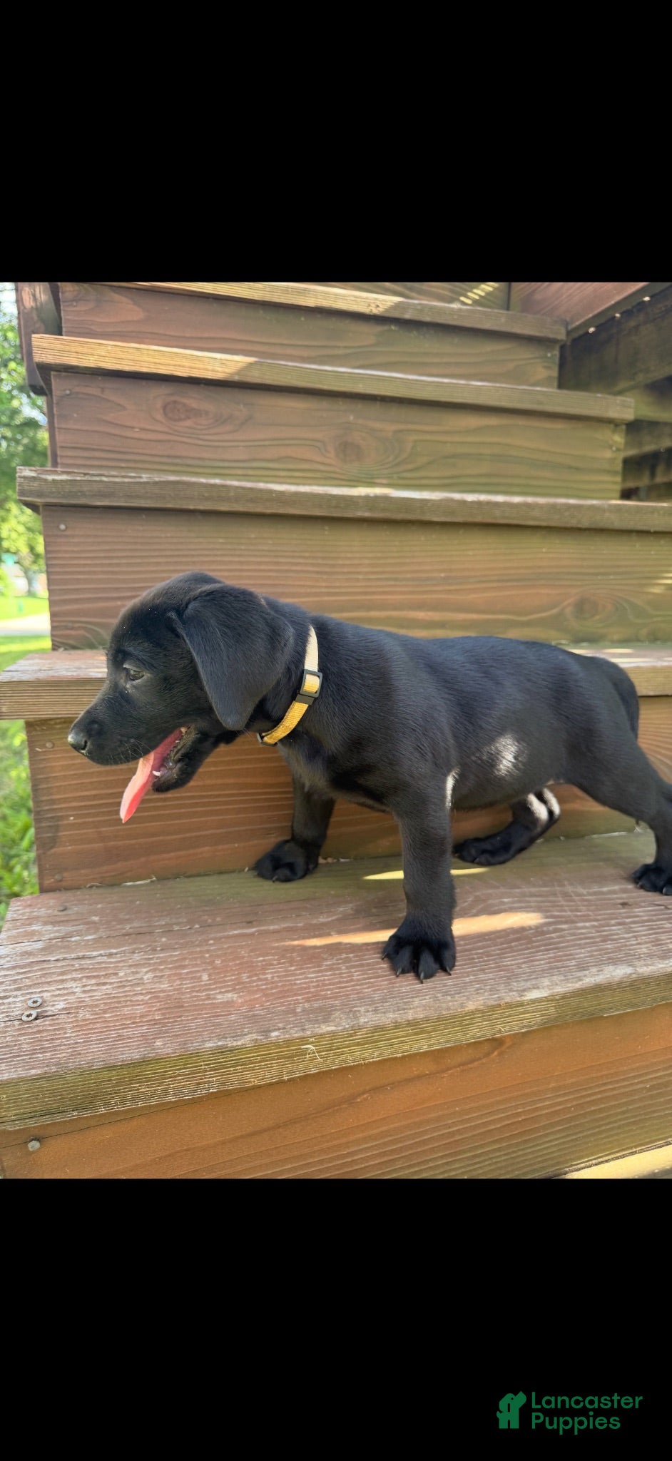 Labrador Retriever dogs Sadie (Tan) - Ad 41