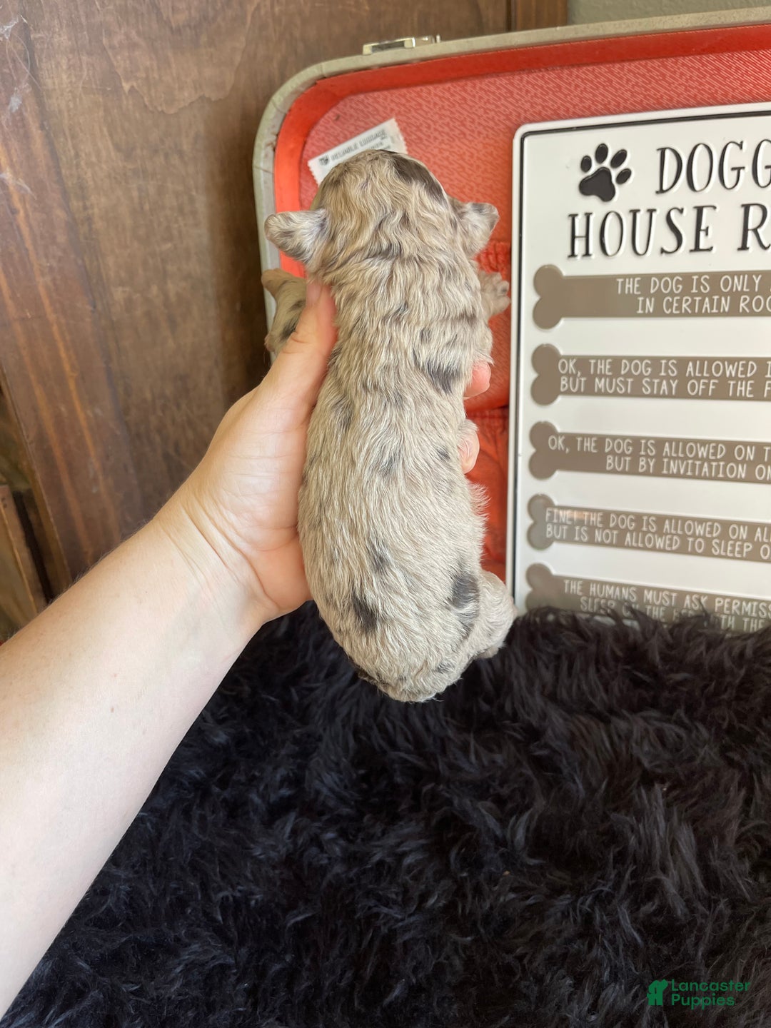 Miniature Poodle dogs for sale: Akc Chocolate Merle Phantom boy 2 - Ad 20