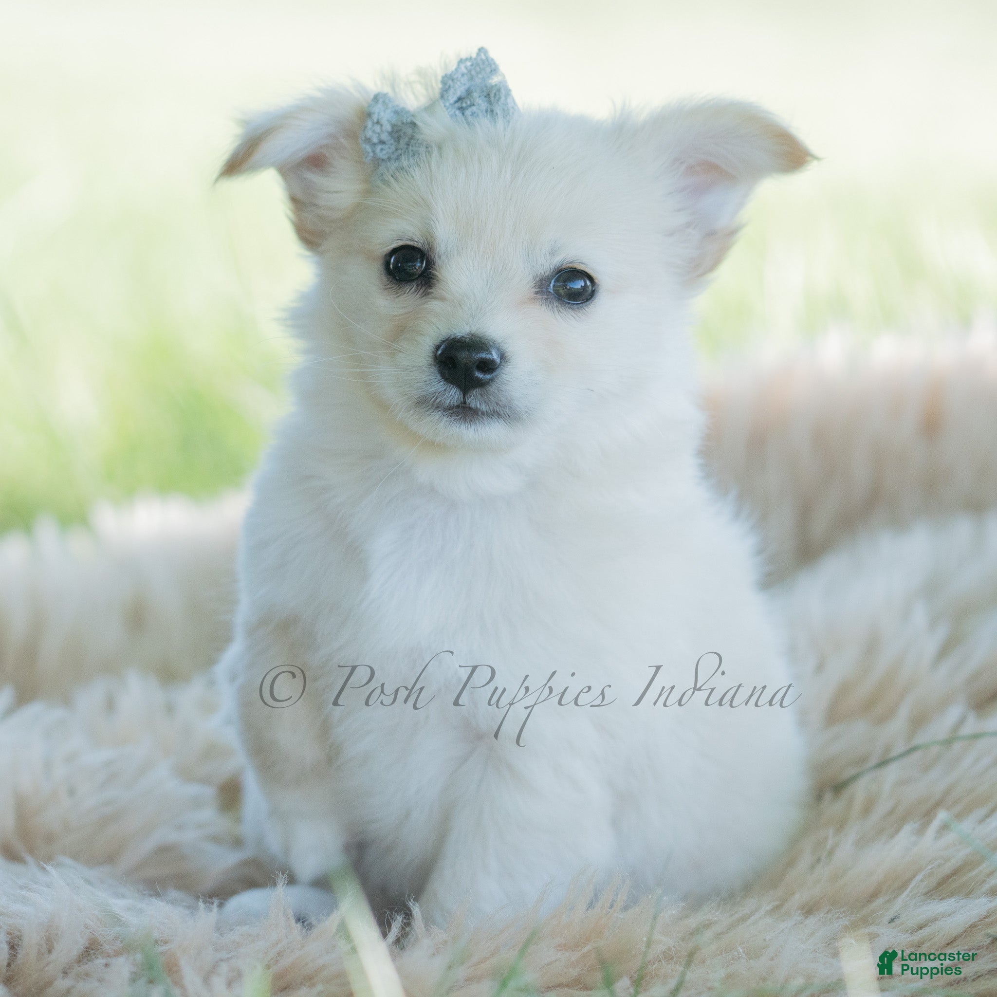 Chihuahua dogs Echo - Ad 17