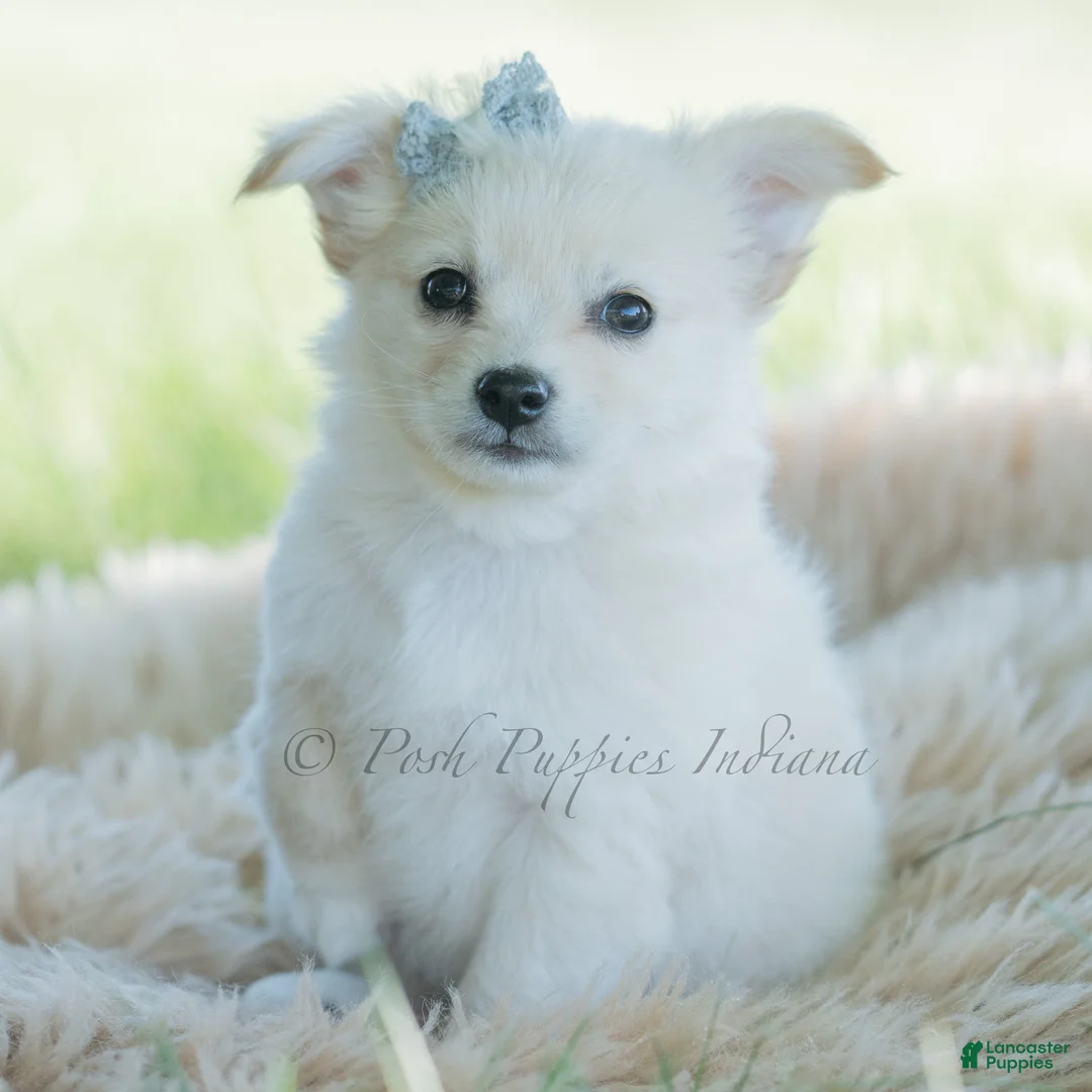 Chihuahua dogs for sale: Echo - Ad 1
