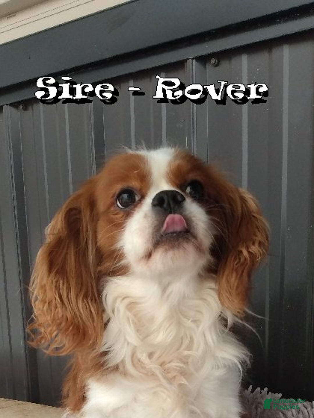 Cavapoo dogs for sale: Arthur - Ad 11