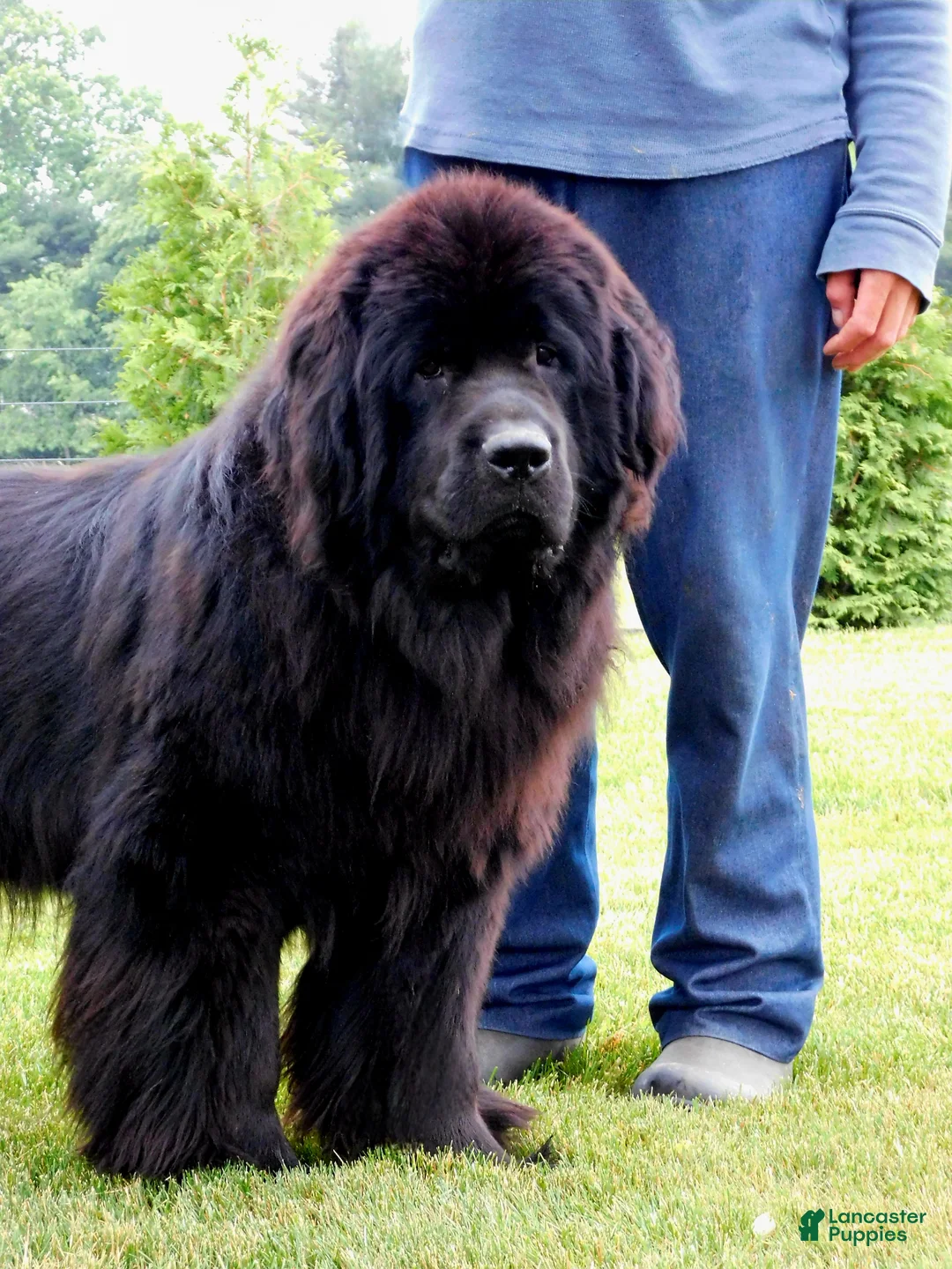Newfoundland dogs for sale: AKC OFA BEAR - Ad 10