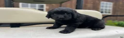 Mixed Breed dogs for sale: Midnight  - Ad 10