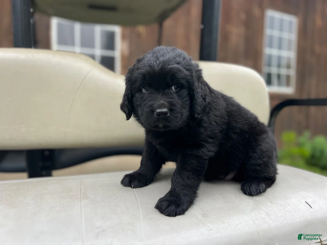 Mixed Breed dogs for sale: Midnight  - Ad 10