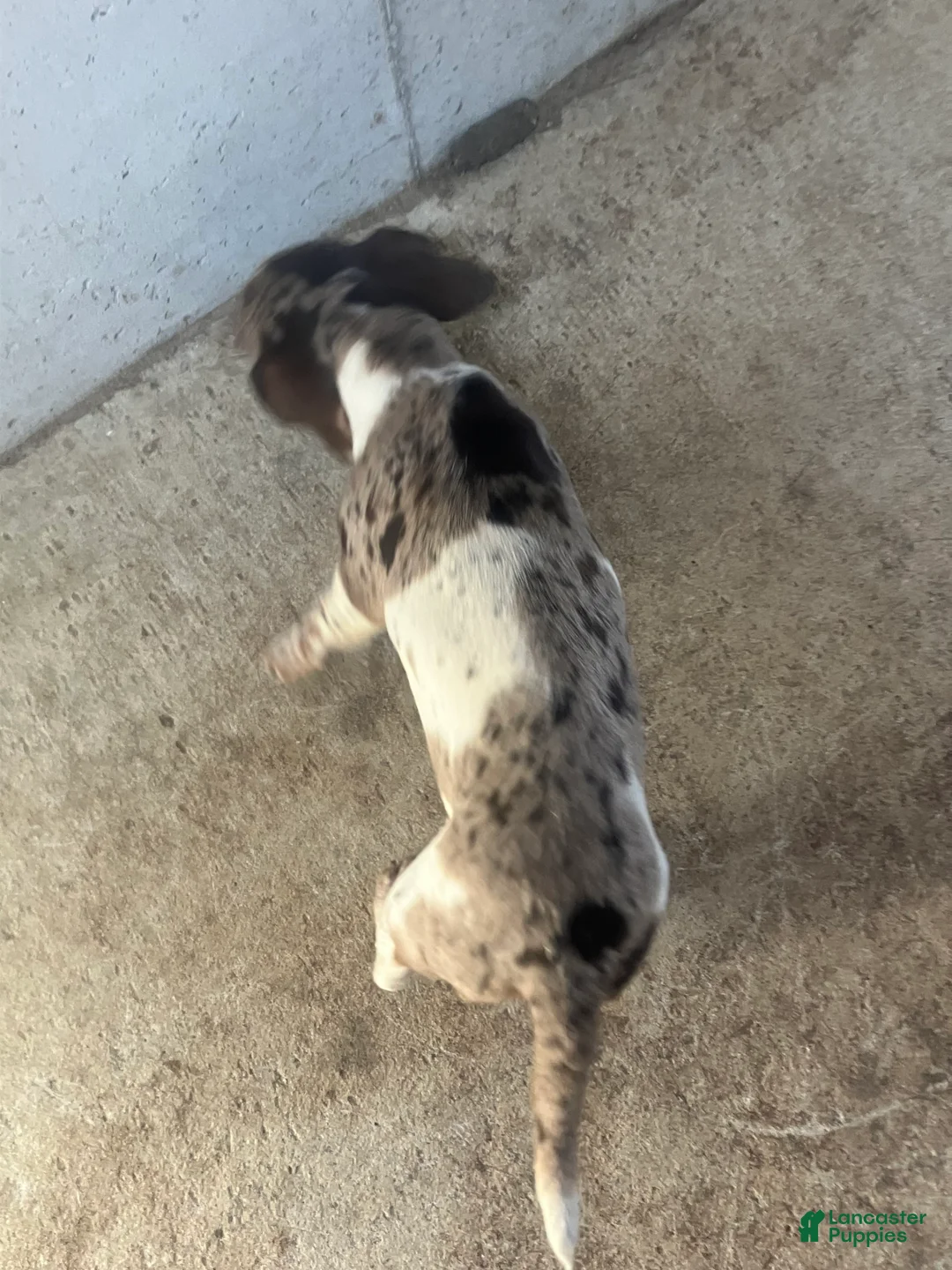 Dachshund dogs for sale: Akc Rachel - Ad 6