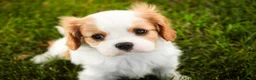 Cavalier King Charles Spaniel dogs for sale: Lars - Ad 9