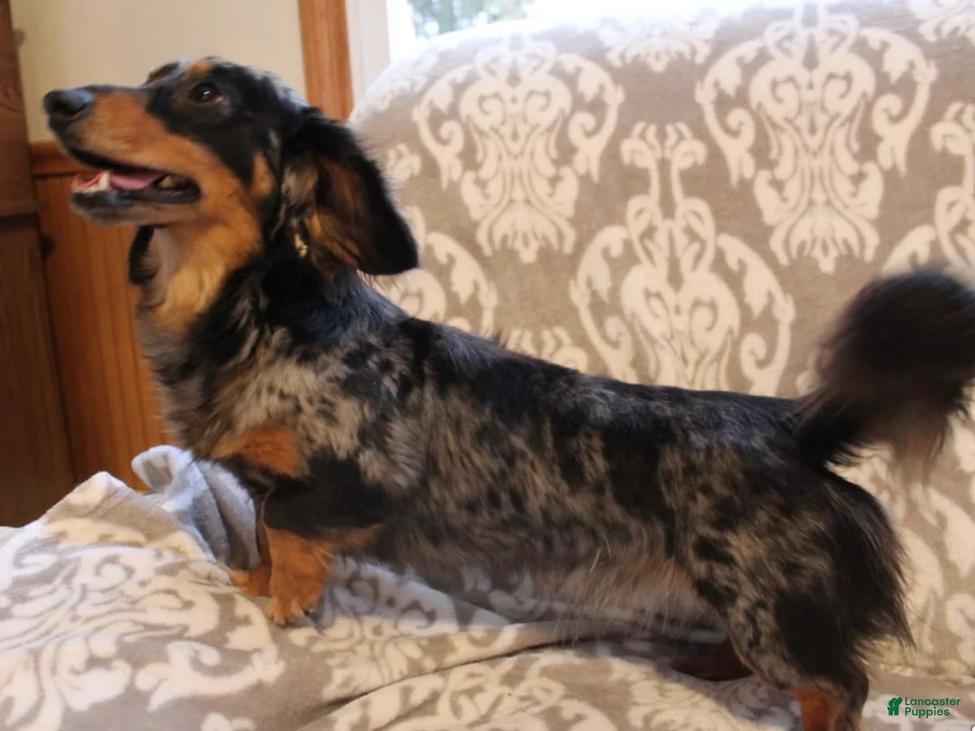 Miniature Dachshund dogs for sale: Luke - Ad 16
