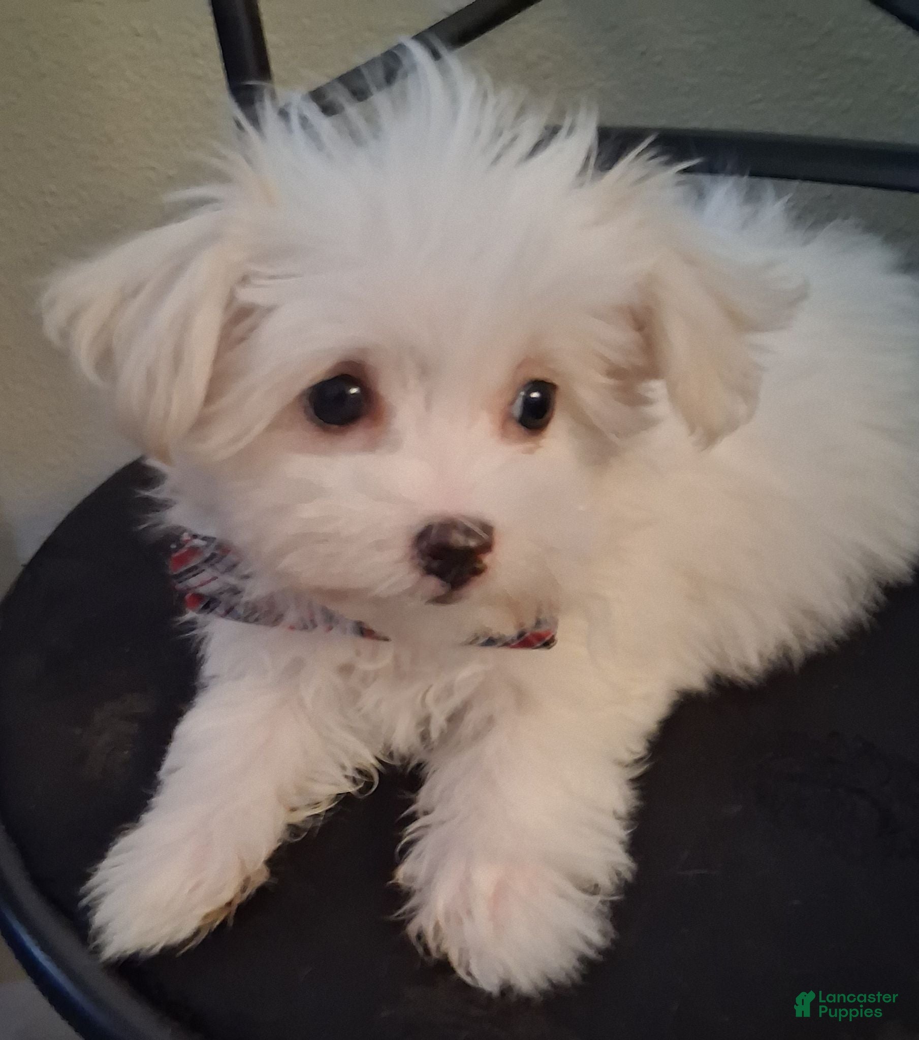 Maltese dogs Zeb - Ad 2
