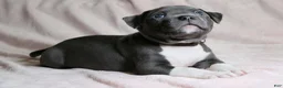 American Bully dogs for sale: Sindell - Ad 4
