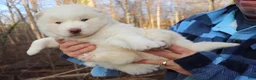 Siberian Husky dogs for sale: Siberian Husky Puppy 1 - Ad 1