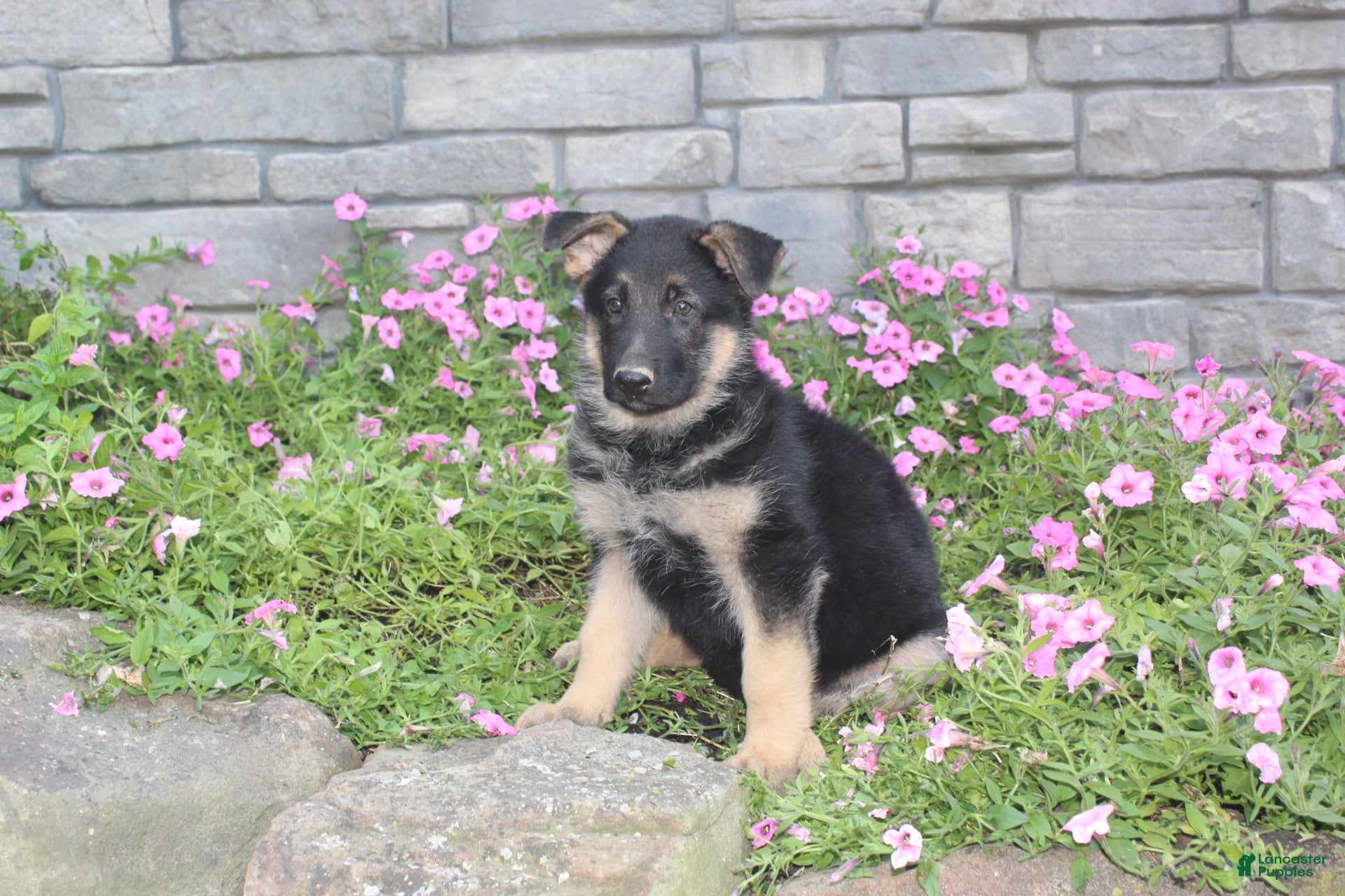 German Shepherd dogs Atlas - Ad 2