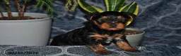 Yorkshire Terrier dogs for sale: Dakota - Ad 4