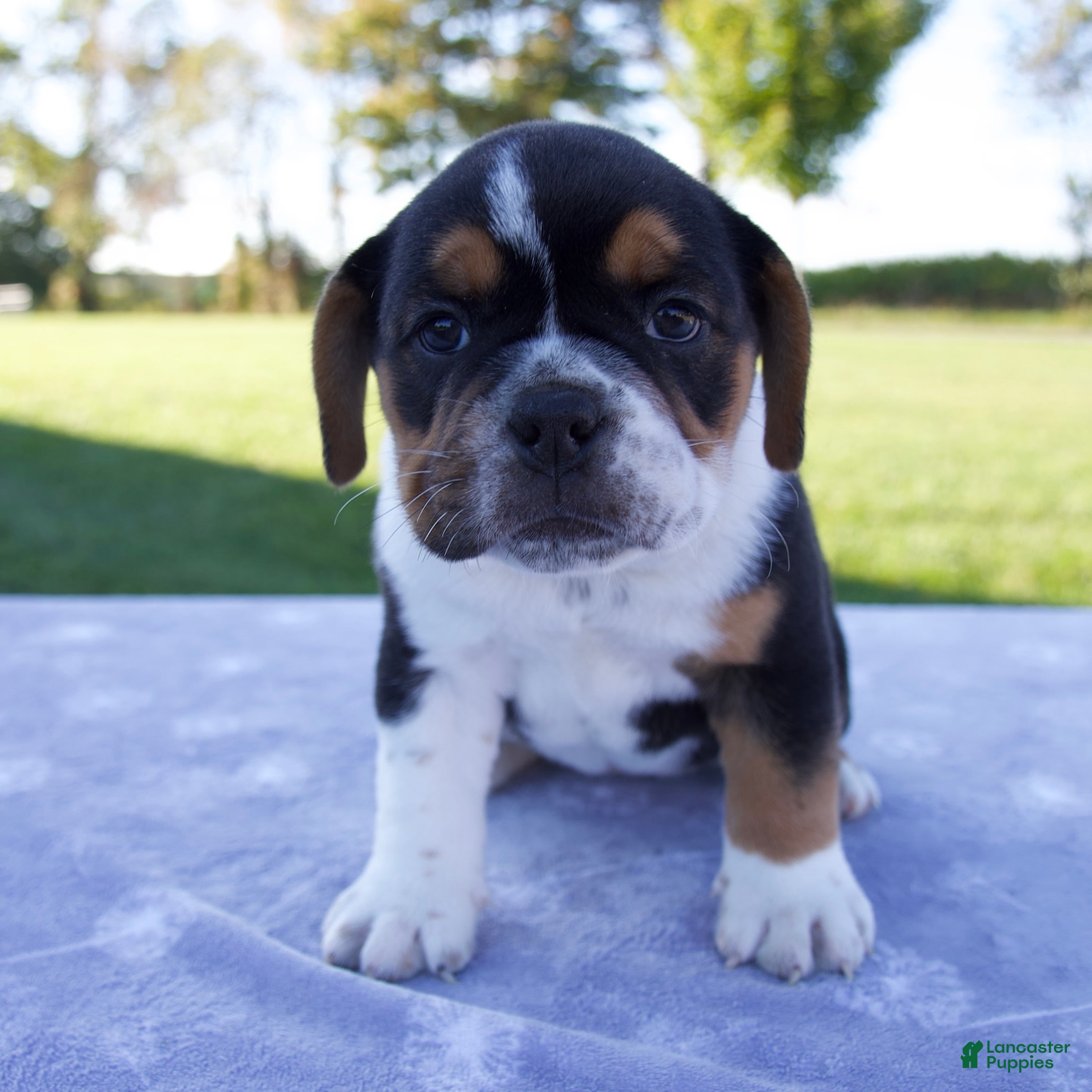 Beabull dogs Alice - Ad 1