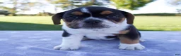 Beabull dogs for sale: Alice - Ad 1
