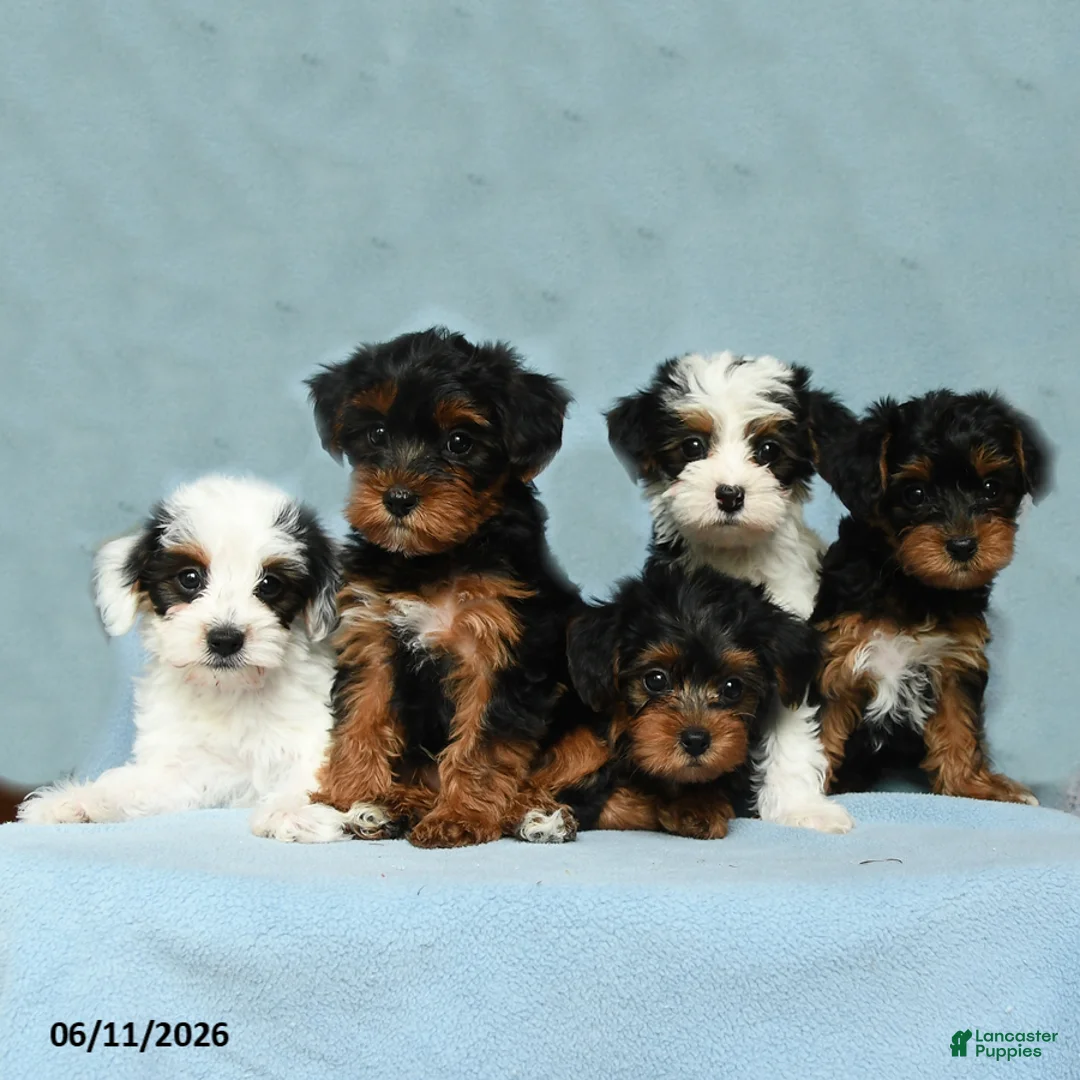 Yorkiepoo dogs for sale: Sugar daddy - Ad 3