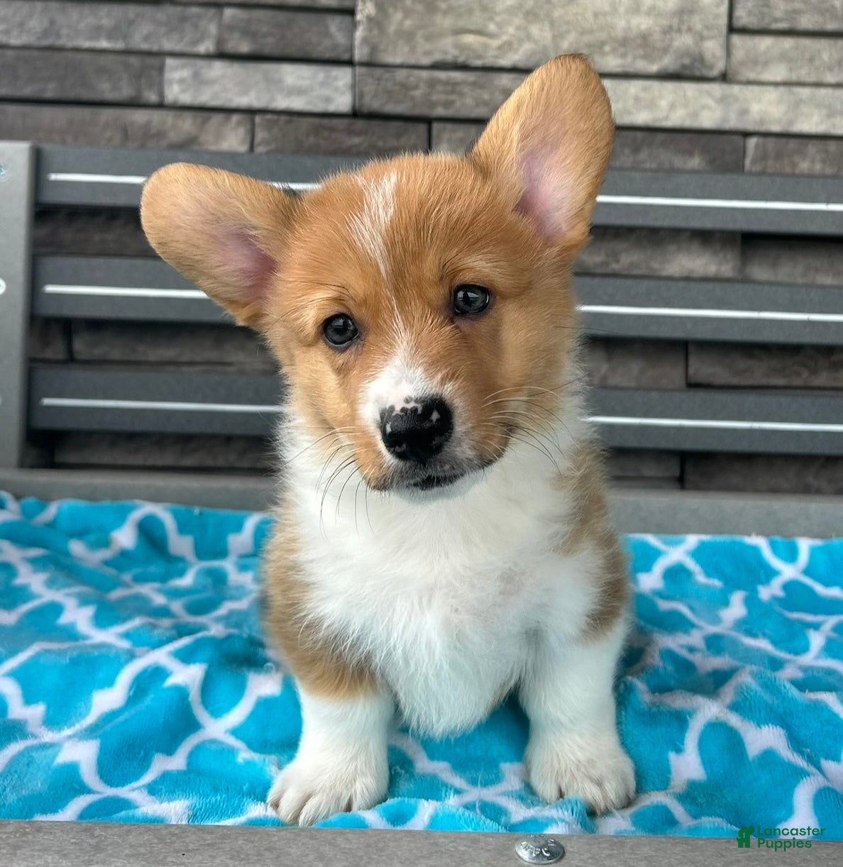 Welsh Corgi Pembroke dogs Danny Welsh Corgi Pembroke Puppy  - Ad 1