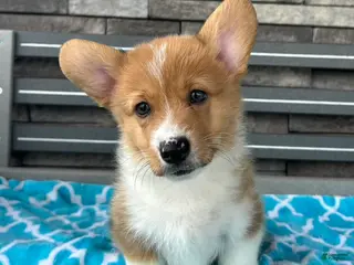 Welsh Corgi Pembroke dogs for sale: Danny Welsh Corgi Pembroke Puppy - Ad 4