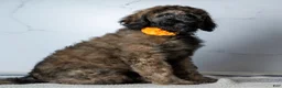 Goldendoodle dogs for sale: Ms. Cappuccino - Chocolate Phantom Merle Goldendoodle - Ad 3
