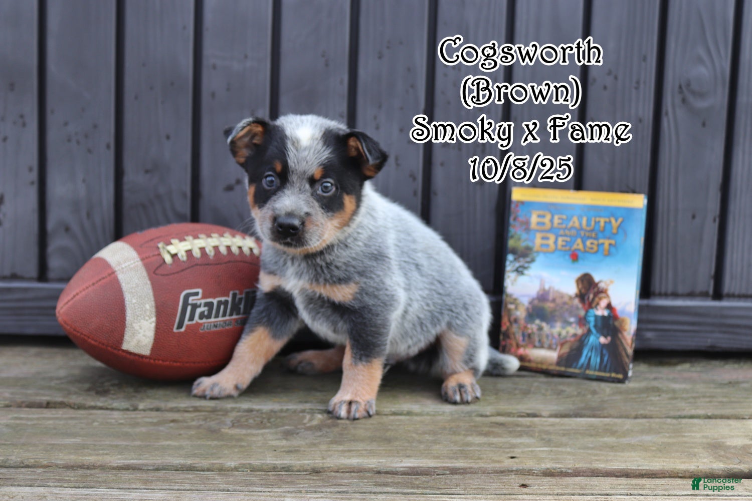 Australian Cattle Dog dogs Cogsworth - Ad 31