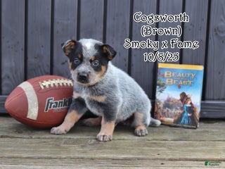 Australian Cattle Dog dogs Cogsworth - Ad 36